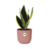 Bogenhanf - Sansevieria Futura Superba - ↕ 25–30 cm - Ø 14 cm | ELHO Vibes Fold Übertopf rosa