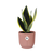 Bogenhanf - Sansevieria Futura Superba - ↕ 25–30 cm - Ø 14 cm | ELHO Vibes Fold Übertopf rosa