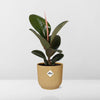 Gummibaum - Ficus Elastica Robusta - ↕ 59 cm - Ø 14 cm | ELHO Vibes Fold Übertopf gelb