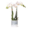 Nachtfalterorchidee - Phalaenopsis Amabilis weiß - ↕ 40 cm - Ø 9 cm | im Sky-Topf Ø 9 cm, Höhe 40 cm