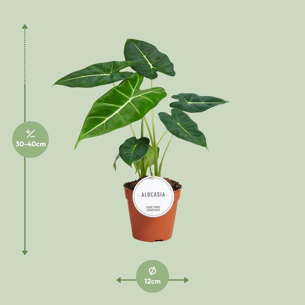 Pfeilblatt - Alocasia Frydek - ↕ 35 cm - Ø 12 cm