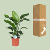 Strelitzia Nicolai - ↕ 80 cm - Ø 21 cm