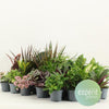 Grüne Mischung Greenss - 24 Stück - ↕ 20 cm - Ø 8,5 cm