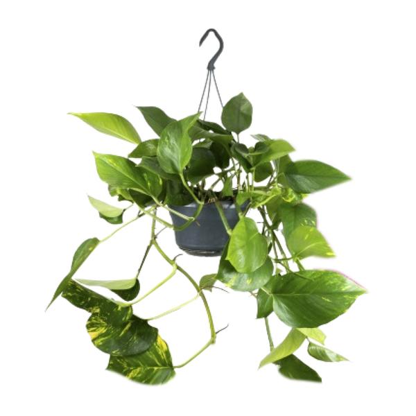 Efeutute - Epipremnum Aureum - ↕ 25 cm - Ø 15 cm