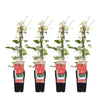 4x Clematis Rouge Cardinal – ↕ 65 cm – Ø 15 cm