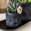 Nachtfalterorchidee - Phalaenopsis - ↕ ca. 35 cm - Ø 9 cm | 2er-Set Home Hub Small auf schwarzem Tablett