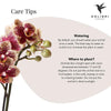 Nachtfalterorchidee - gelb rote Phalaenopsis Orchidee - ↕ 40 cm - Ø 9 cm | Elite Kupfer Topf