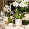 Pflanzenset Le Chic Small – Phalaenopsis Amabilis weiß & Sukkulente – inkl. Keramiktöpfe auf organischem Tablett Creme