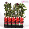 Clematis Hagley Hybrid – ↕ 65 cm – Ø 15 cm