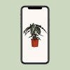 Pfeilblatt – Alocasia Polly – ↕ 45 cm – Ø 17 cm