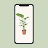 Strelitzia Nicolai - ↕ 90 cm - Ø 21 cm