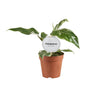 Philodendron – White Princess B-Grade – ↕ 30 cm – Ø 12 cm