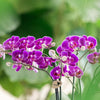 Nachtfalterorchidee lila – Phalaenopsis Orchidee – Morelia – ↕ ca. 35–45 cm – Ø 9 cm