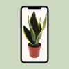 Bogenhanf - Sansevieria Futura Superba - ↕ 30 cm - Ø 12 cm