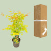 Fächerahorn – Acer palmatum Orange Dream – ↕ 50 cm – Ø 19 cm