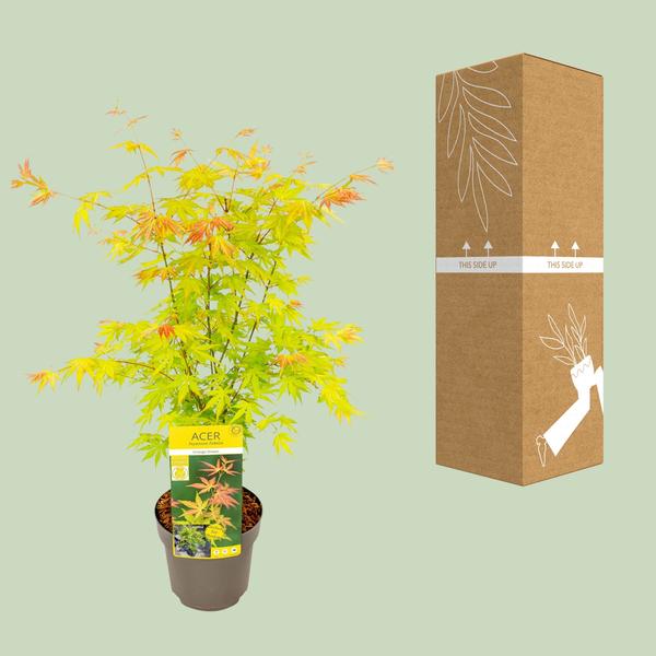 Fächerahorn – Acer palmatum Orange Dream – ↕ 50 cm – Ø 19 cm