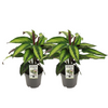 2x Korbmarante - Calathea Majestica Princeps - Ø 14 cm - ↕ 45 cm