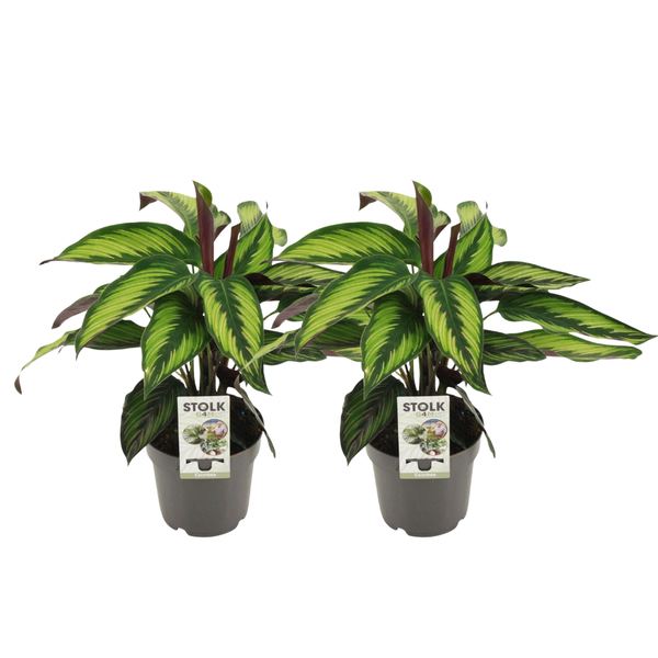 2x Korbmarante - Calathea Majestica Princeps - Ø 14 cm - ↕ 45 cm