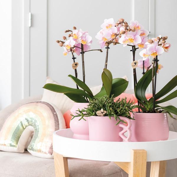 2x Nachtfalterorchidee rosa – Phalaenopsis Orchidee – Andorra – ↕ ca. 35–45 cm – Ø 9 cm – COMBI DEAL