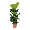 Geigen-Feige - Ficus Lyrata - ↕ 100 cm - Ø 21 cm