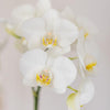 Nachtfalterorchidee - Phalaenopsis Amabilis weiß - ↕ 40 cm - Ø 9 cm | Candy-Übertopf Blau