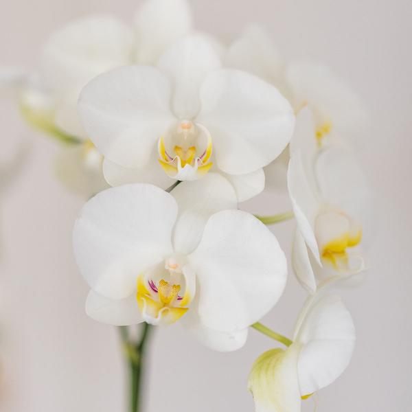 Nachtfalterorchidee - Phalaenopsis Amabilis weiß - ↕ 40 cm - Ø 9 cm | Candy-Übertopf Blau