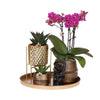 Nachtfalterorchidee - Phalaenopsis - ↕ 40 cm - Ø 9 cm | 3er-Set in lila mit Keramik-Ziertöpfen & Zubehör