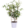 Toskanischer Jasmin – Trachelospermum Star of Toscana Gelb – ↕ 65 cm – Ø 15 cm