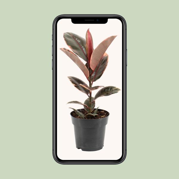 Gummibaum - Ficus Elastica Belize - ↕ 55 cm - Ø 17 cm