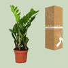 Glücksfeder - Zamioculcas Zamiifolia - ↕ 40 cm - Ø 12 cm