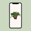 Pfeilwurz – Maranta Leuconeura Kerchoveana – ↕ 30 cm – Ø 12 cm