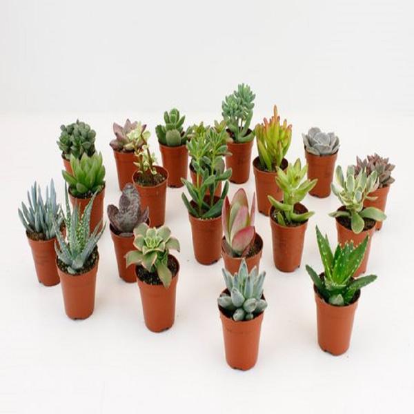 20x Zimmerpflanzen-Mix – LOCK – Ø 5,5 cm