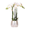Nachtfalterorchidee weiß – Phalaenopsis Orchidee – Amabilis – ↕ 35 cm – Ø 9 cm | Elite-Topf Silber