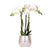 Nachtfalterorchidee weiß – Phalaenopsis Orchidee – Amabilis – ↕ 35 cm – Ø 9 cm | Elite-Topf Silber