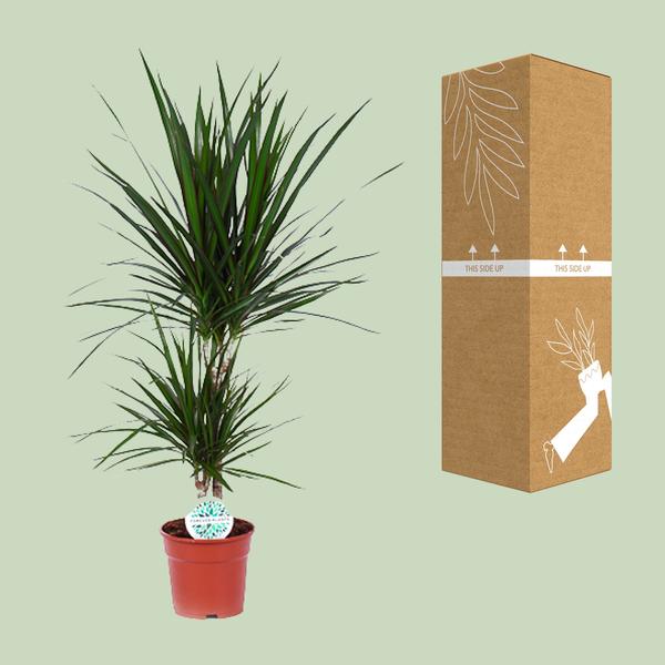 Drachenbaum - Dracaena Marginata - ↕ 75 cm - Ø 17 cm