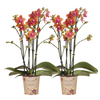 Nachtfalterorchidee - 2x Phalaenopsis orange - KOMBI ANGEBOT - Ø 12 cm