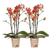 Nachtfalterorchidee - 2x Phalaenopsis orange - KOMBI ANGEBOT - Ø 12 cm