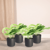 4x Efeutute – Epipremnum Marble Queen – ↕ 15 cm – Ø 12 cm