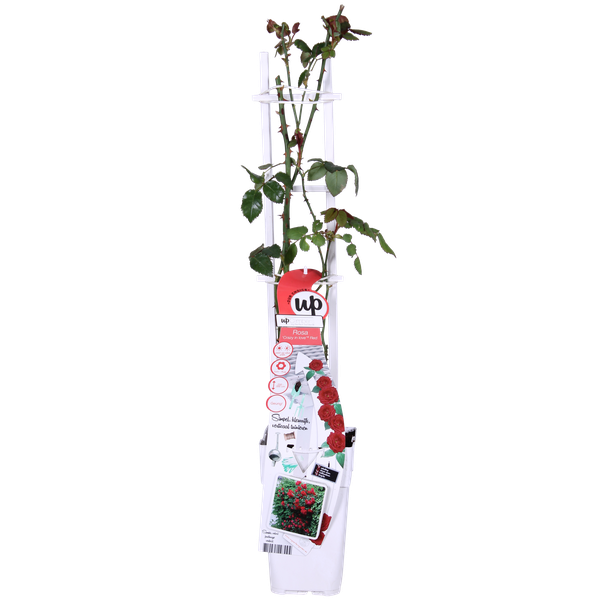 3x Kletterrose – Rosa Crazy in Love 'Red' – ↕ 65 cm – Ø 15 cm