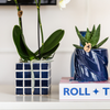 Nachtfalterorchidee weiß – Phalaenopsis Orchidee – Amabilis – ↕ ca. 35–45 cm – Ø 9 cm | Mosa-Ziertopf Blau