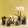 Nachtfalterorchidee weiß – Phalaenopsis Amabilis & Sukkulente – ↕ 20–35 cm – Ø 9 & 6 cm | Candy-Dekotopf Blau