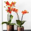 Nachtfalterorchidee - 2x Phalaenopsis orange - KOMBI ANGEBOT - Ø 12 cm