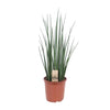 Bogenhanf - Sansevieria Mikado - ↕ 70 cm - Ø 19 cm