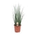 Bogenhanf - Sansevieria Mikado - ↕ 70 cm - Ø 19 cm