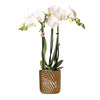 Nachtfalterorchidee - Phalaenopsis Amabilis - ↕ 40 cm - Ø 9 cm | im goldenen Diamant-Dekotopf Ø 9 cm, Höhe 40 cm