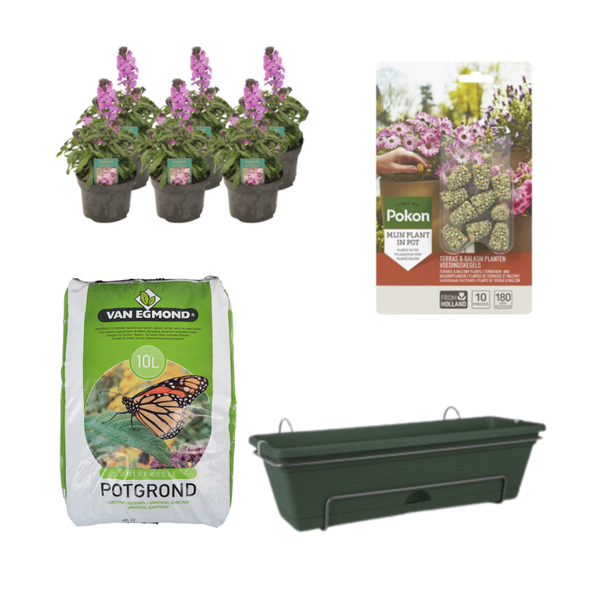 Balkon-Set – Erysimum Bowles Mauve im DIY-Pflanzkasten – inkl. Pflanzkübel