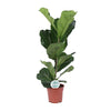 Geigen-Feige - Ficus Lyrata - ↕ 60 cm - Ø 17 cm