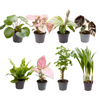 8x Babypflanzen-Überraschungsbox - Ø 6 cm - ↕ ca. 10 cm