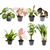 8x Babypflanzen-Überraschungsbox - Ø 6 cm - ↕ ca. 10 cm