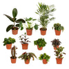 Außenseiterbox – 12 Zimmerpflanzen-Mix – Ø 12 cm